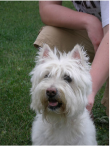 west highland white terrier reference photo for pet portrait